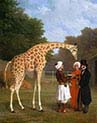 The Nubian Giraffe